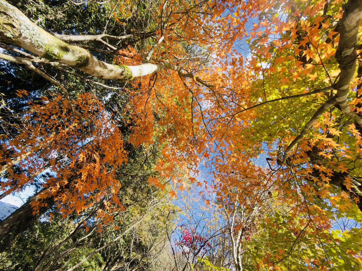 收費站楓紅景致