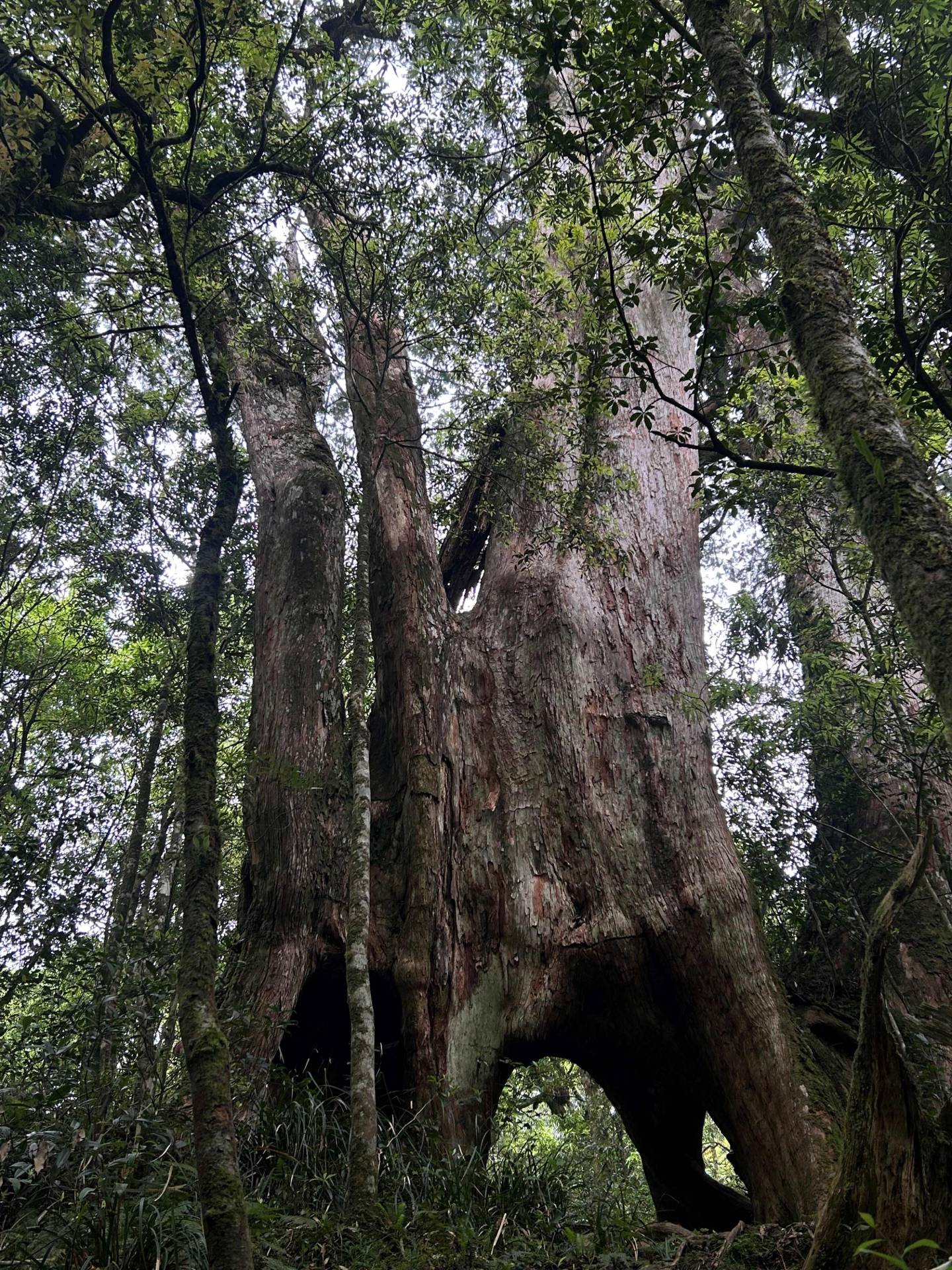瞻仰赫威神木群