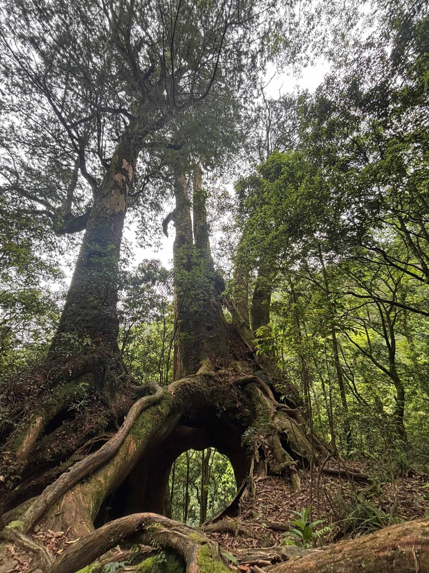 赫威神木群形成天然的洞穴