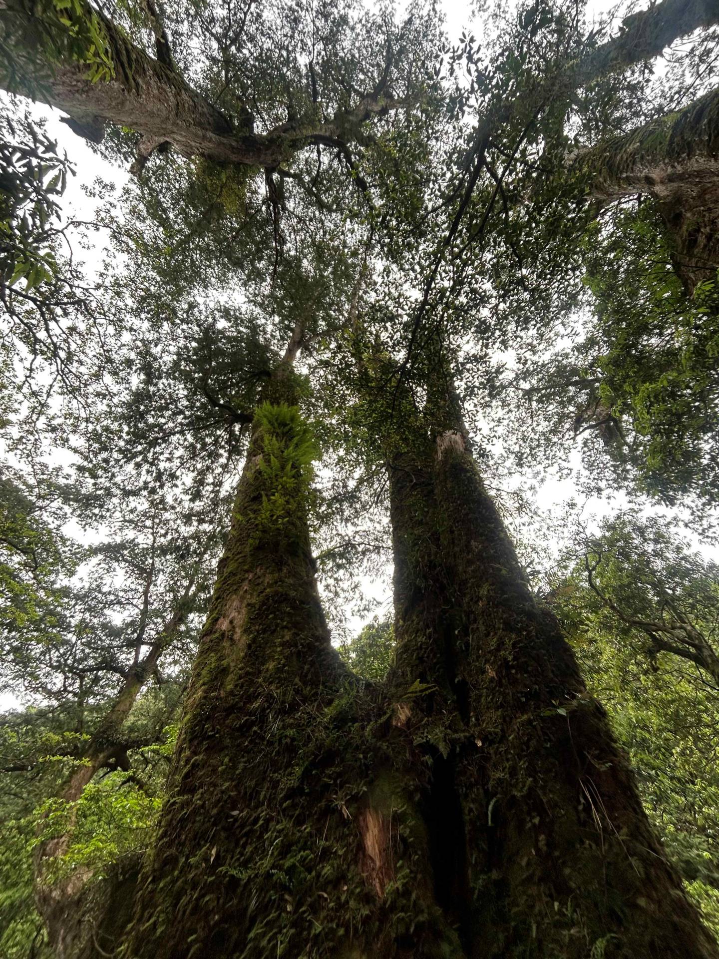 自然形成各種別出新裁奇特造型