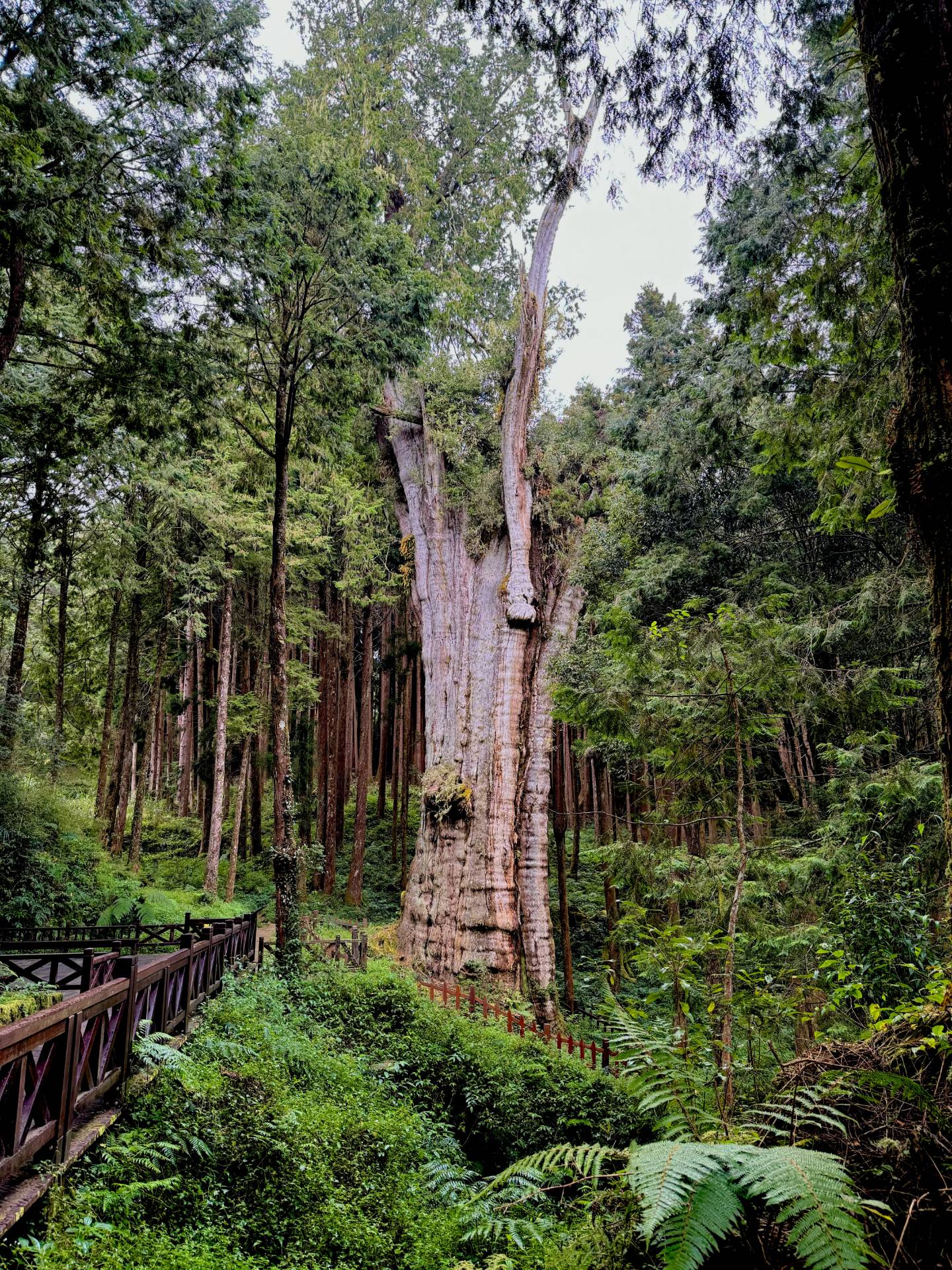 阿里山香林神木