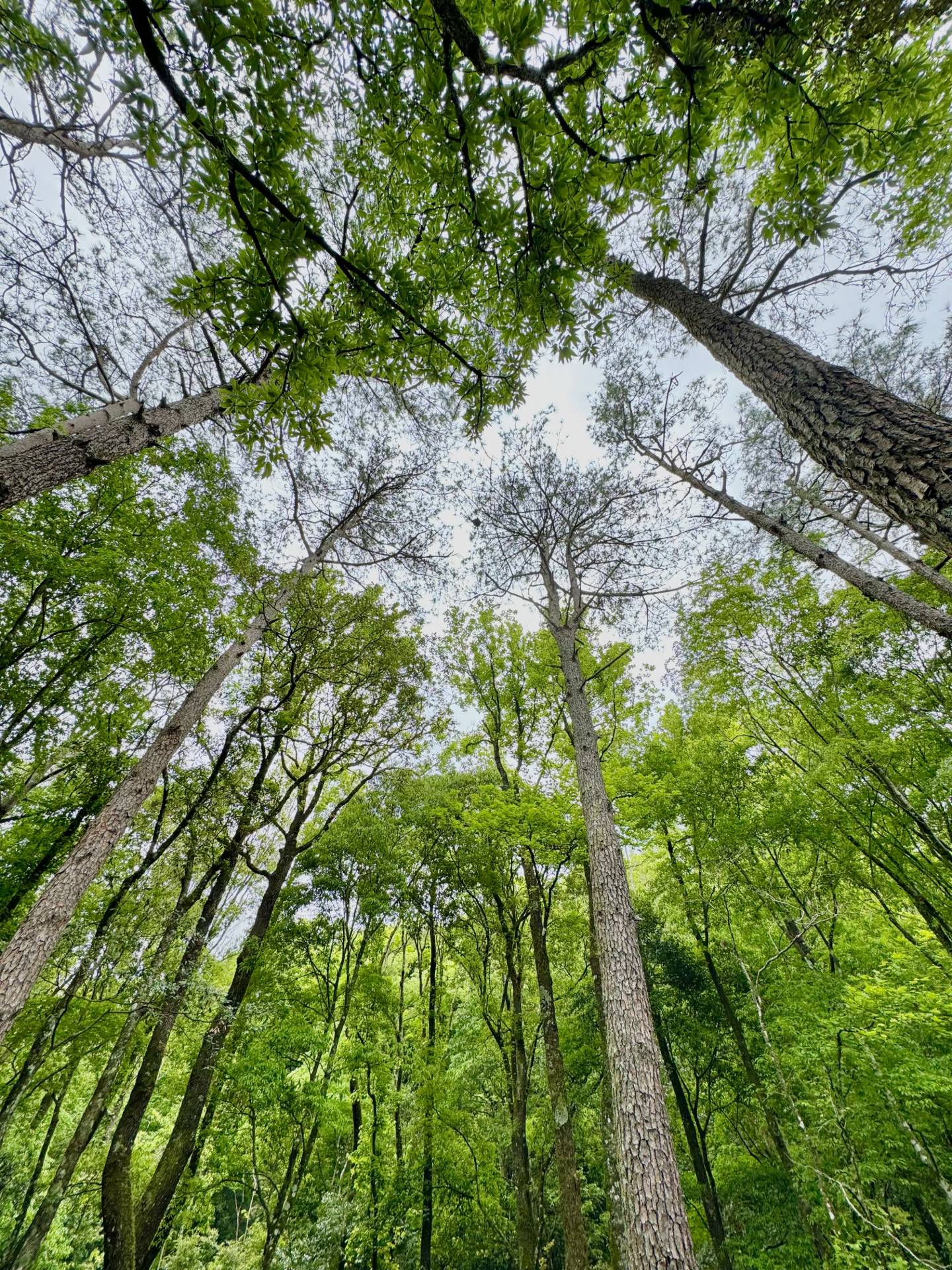 奧萬大國家森林遊樂區
