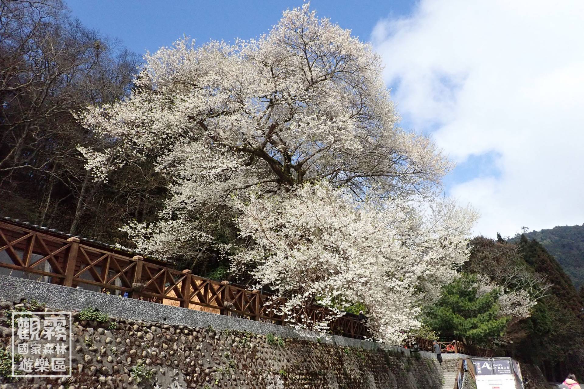 來到雲海上的觀霧，走進絕美「櫻花食堂」，霧社櫻王將以千百朵雪白櫻花，款待每一位熱愛花蜜的賓客。