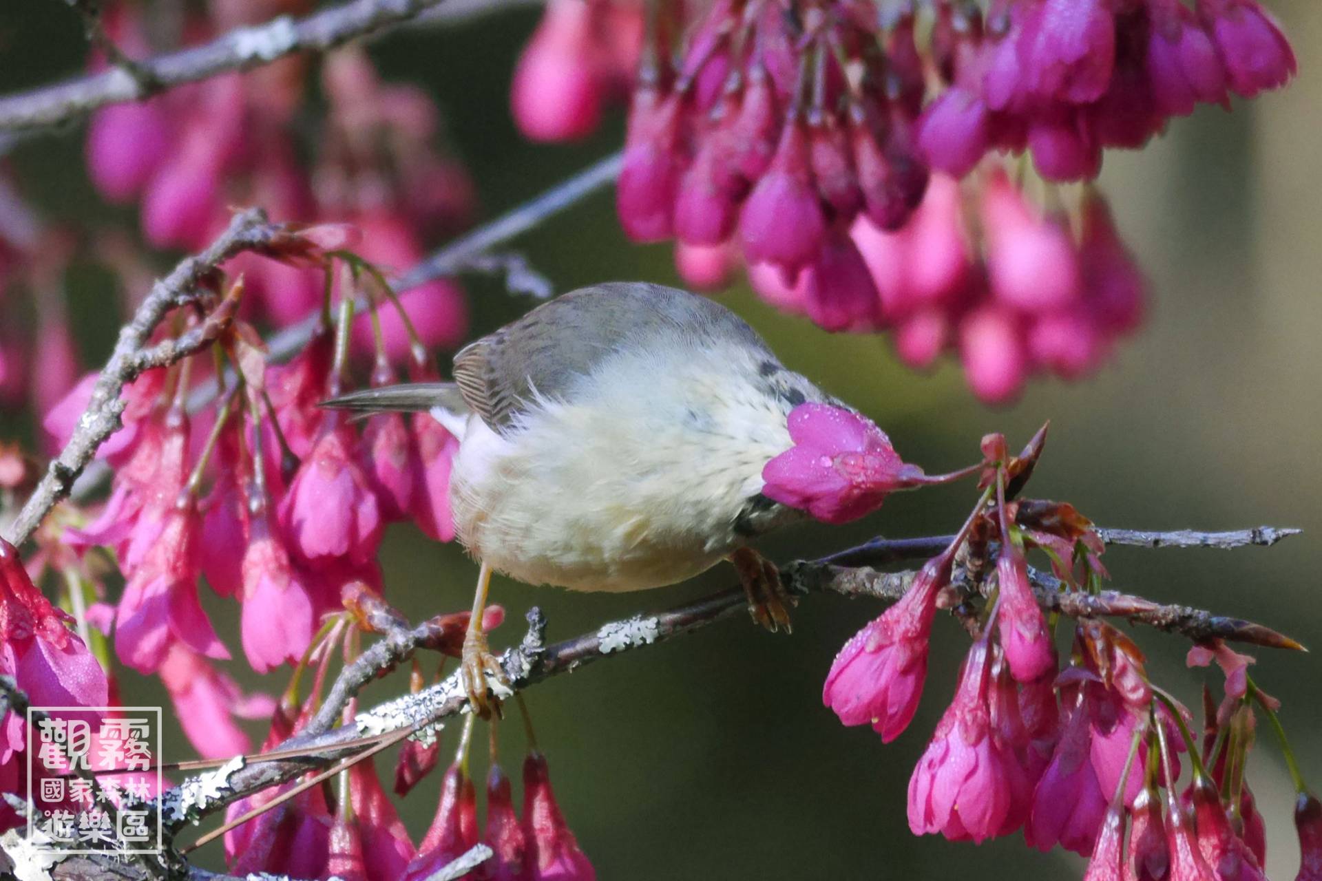 冠羽畫眉是食堂裡最吵雜可愛的常客，牠們利用靈巧的「刷狀舌」深入花心，盡情享用甜蜜盛宴。