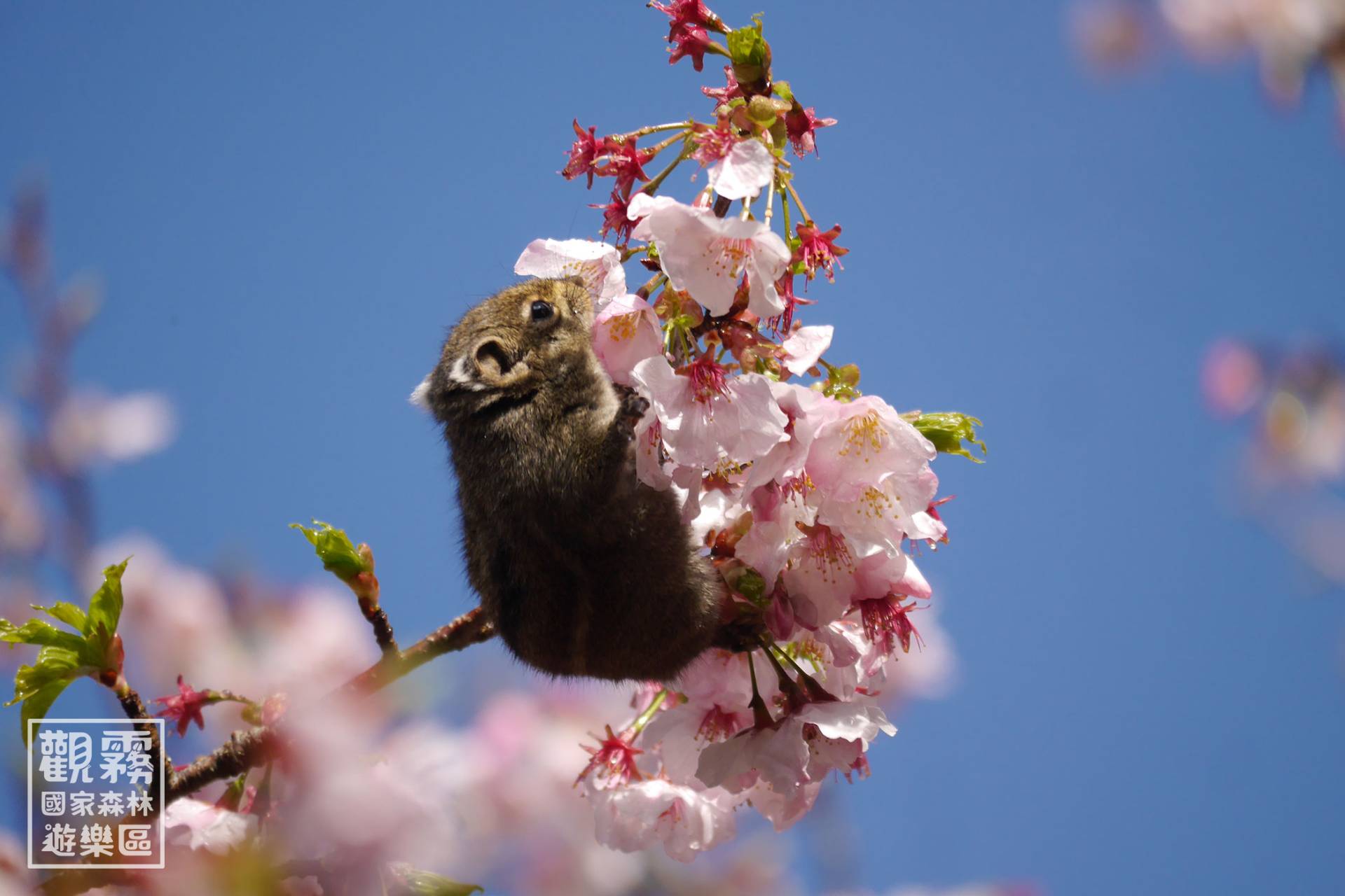 櫻花樹上的雜技演員條紋松鼠以倒掛、劈腿的矯健身手深入花叢，享用櫻花大餐。