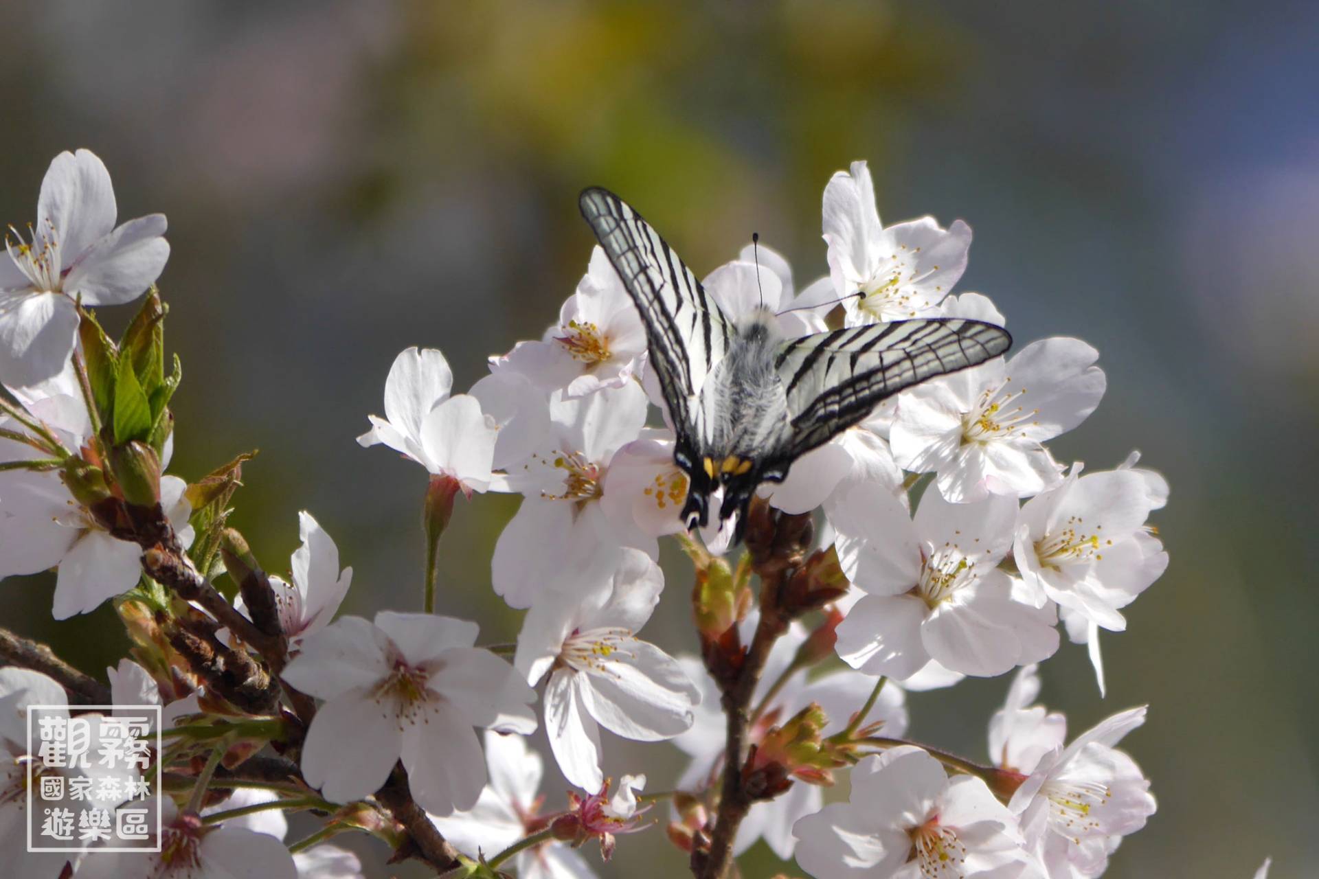 劍鳳蝶的羽化，拉開食堂的序幕。從櫻花到杜鵑花季，牠們穿梭林間，盡情享用長達數月的自助餐。