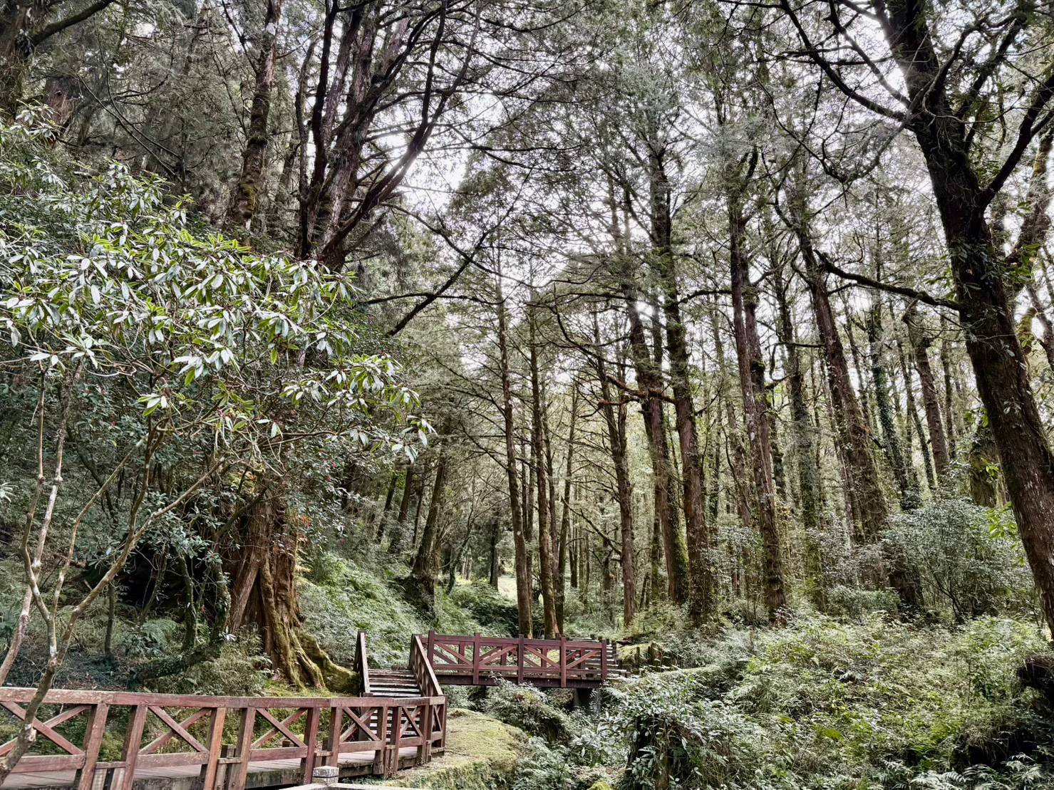 阿里山國家森林遊樂區