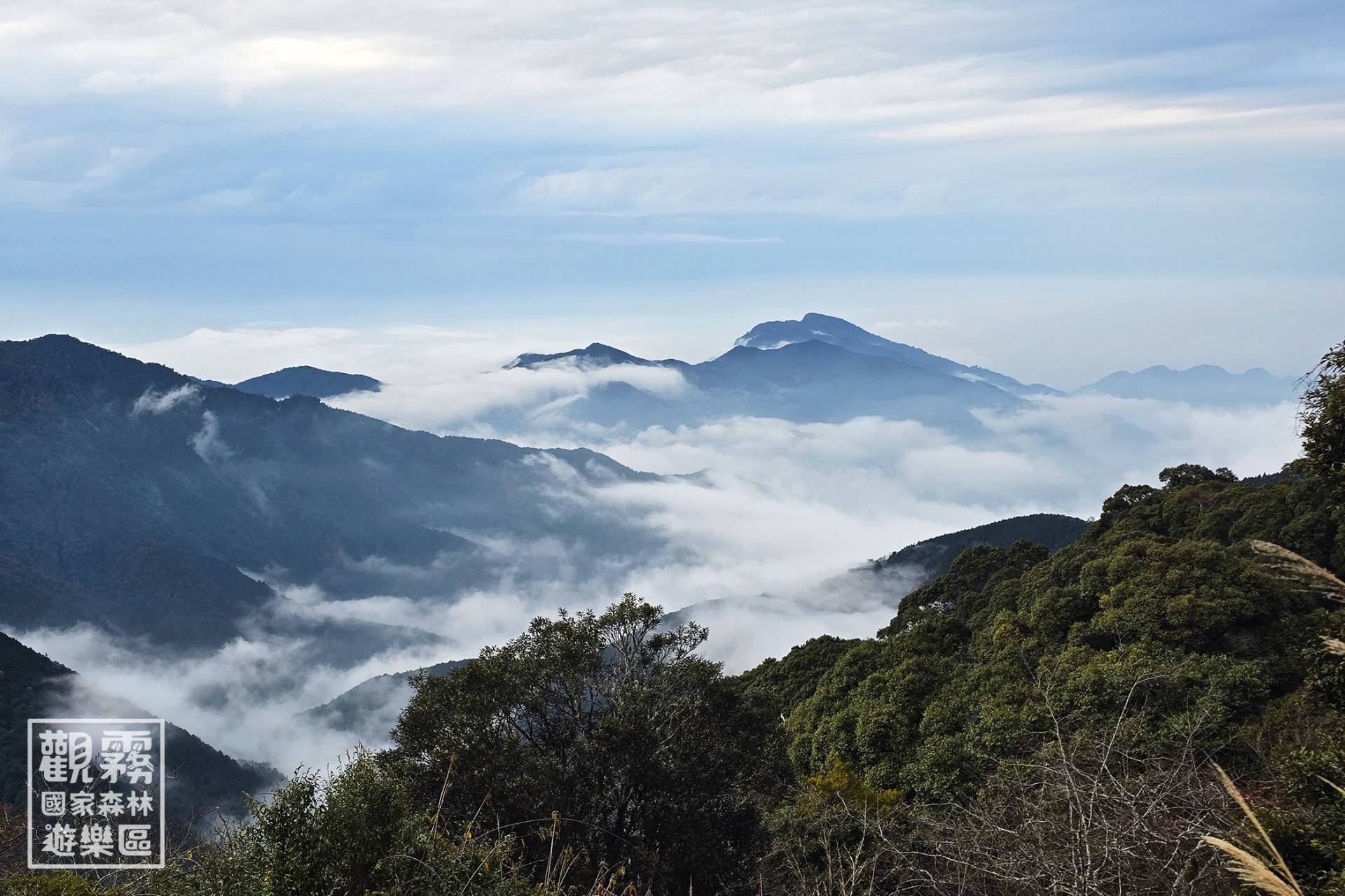 雲霧繚繞的觀霧森林，是泰雅族世代傳承山林智慧的傳統領域