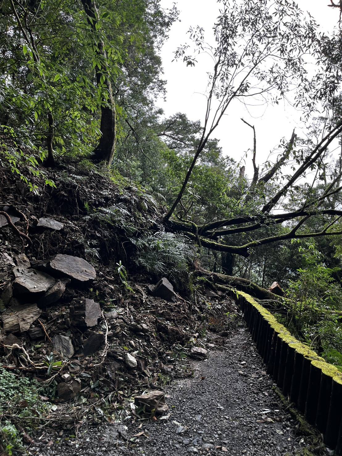 拉拉山國家森林遊樂區巨木步道邊坡土石崩塌