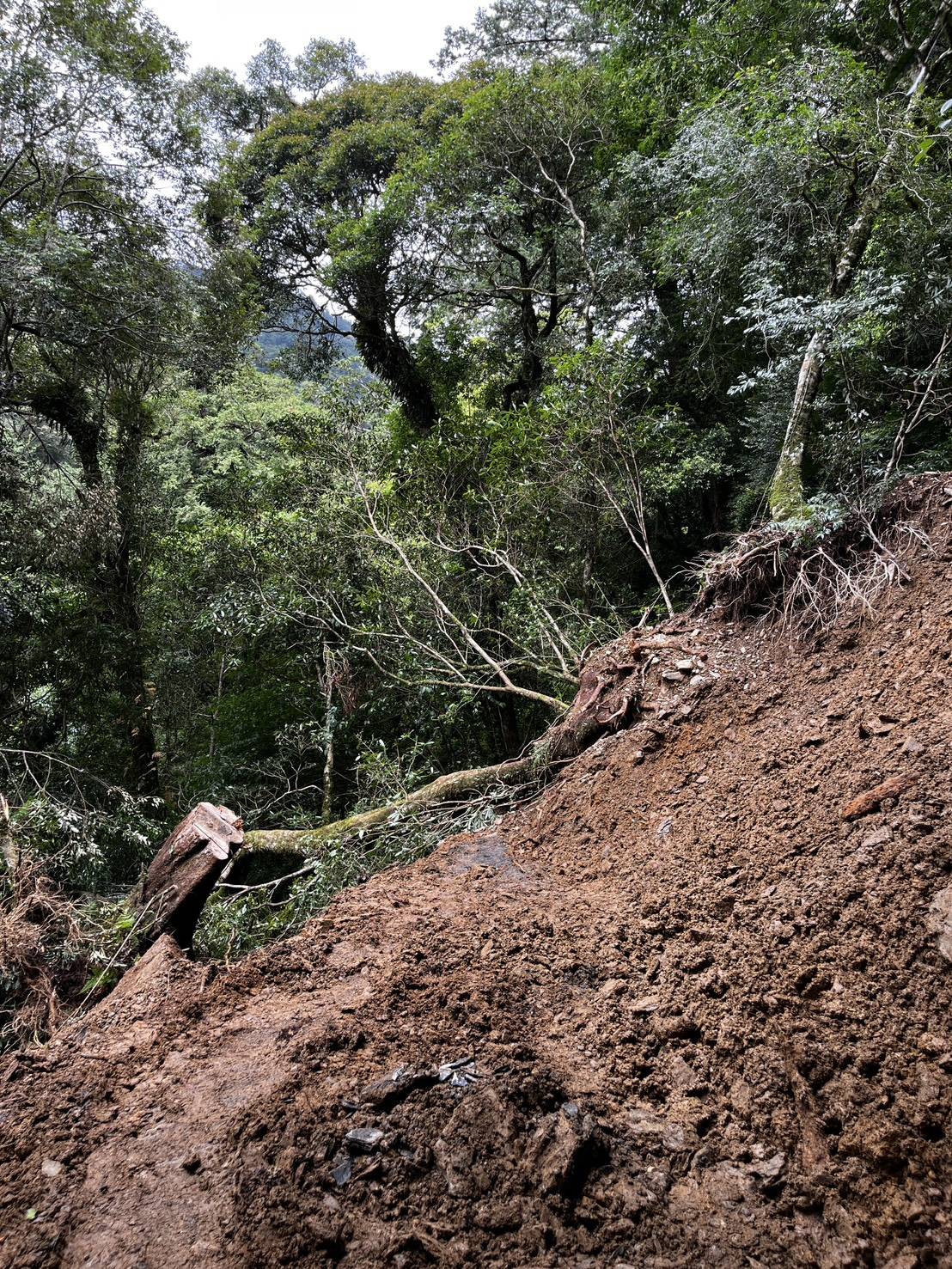 拉拉山國家森林遊樂區巨木步道邊坡樹木傾倒