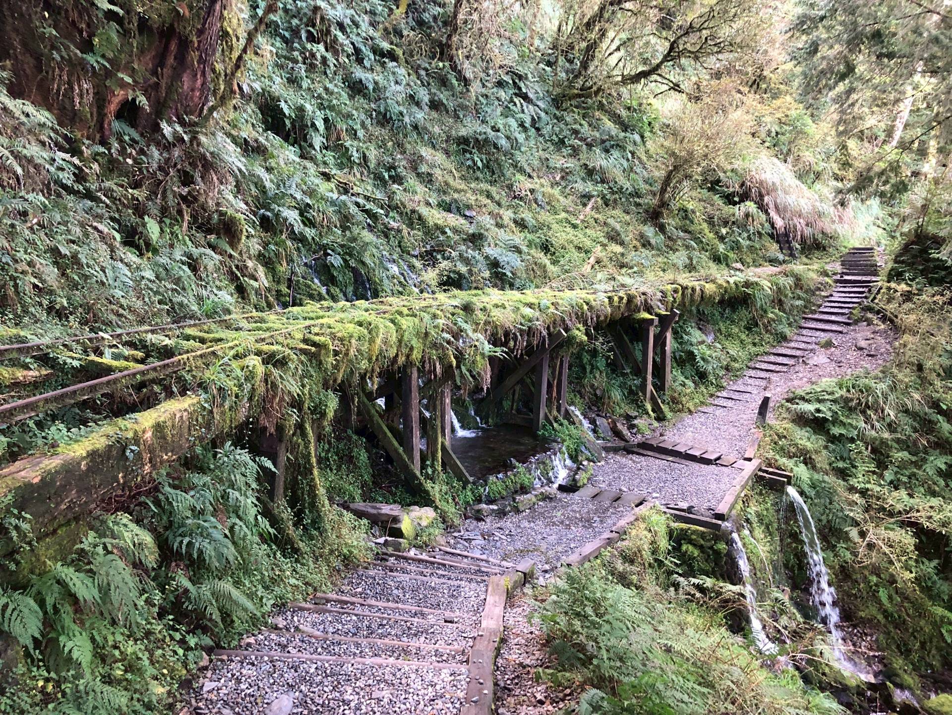 太平山國家森林遊樂區見晴步道