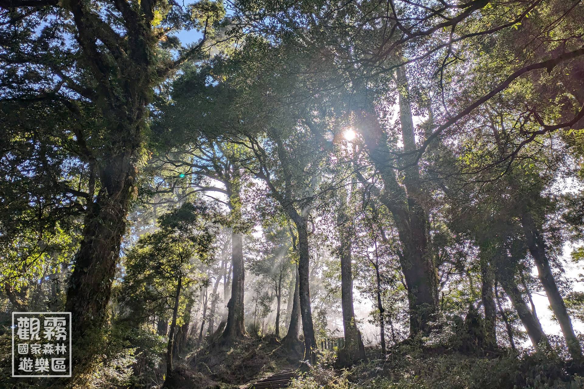 雲霧森林中的每一種動物歷經數萬年演化，找到自己的位置，但牠們從未與寵物貓、狗共存過