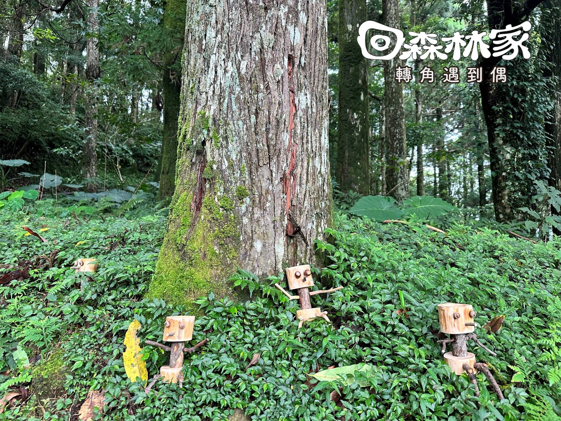 圖4、2026回森林家_小木偶植栽