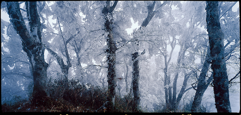 冬季的台灣山毛櫸林
