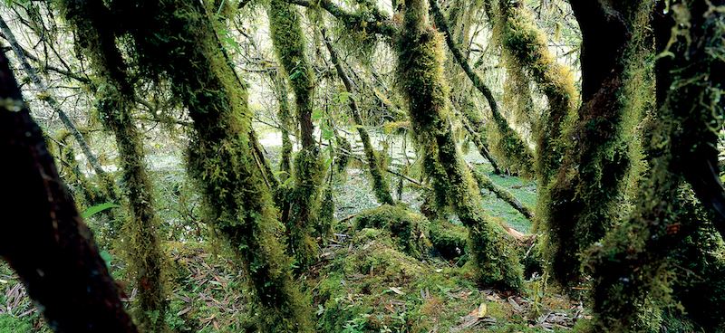 潮濕的樹幹上滿覆苔蘚類