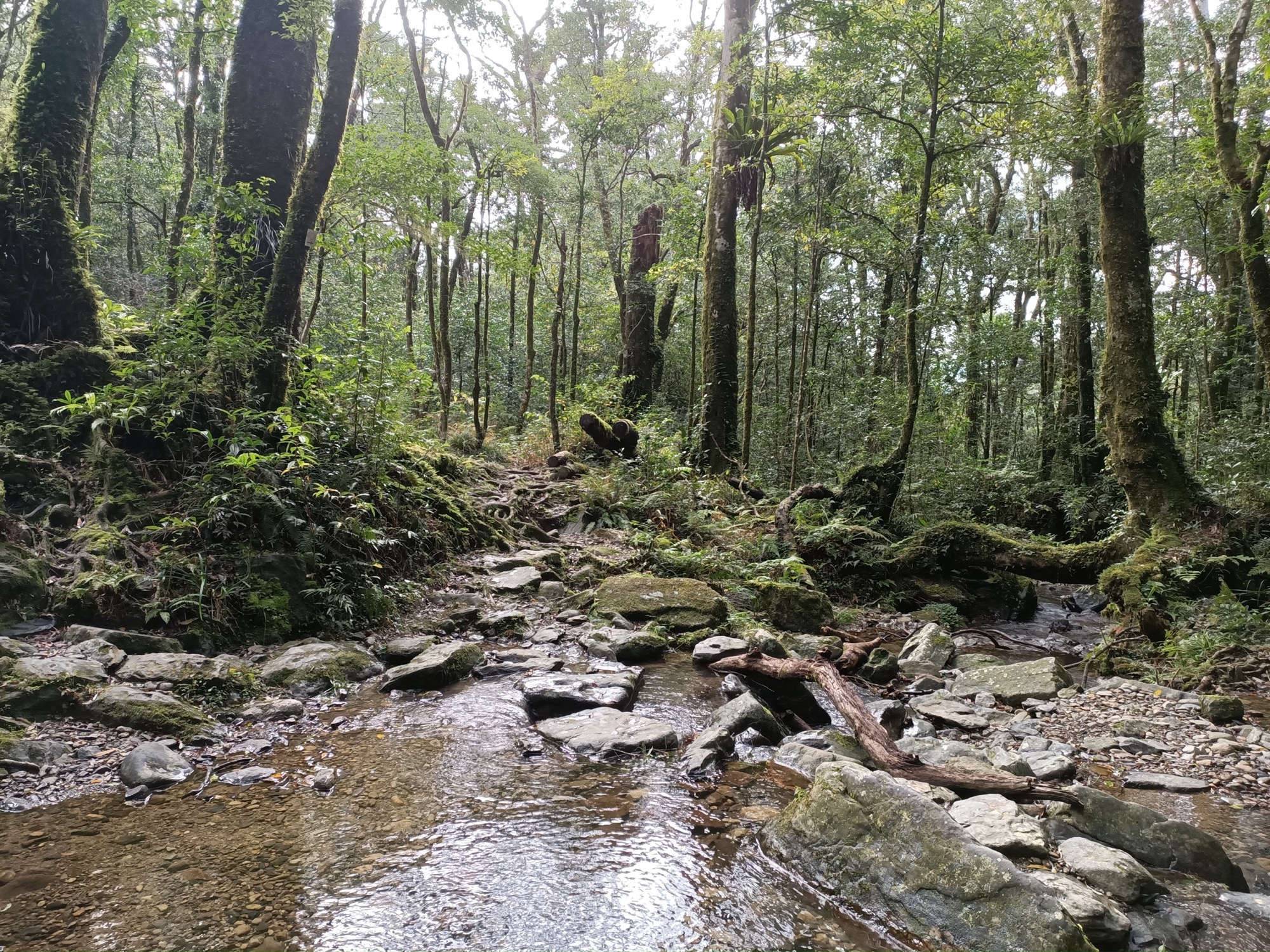 溪流樹林