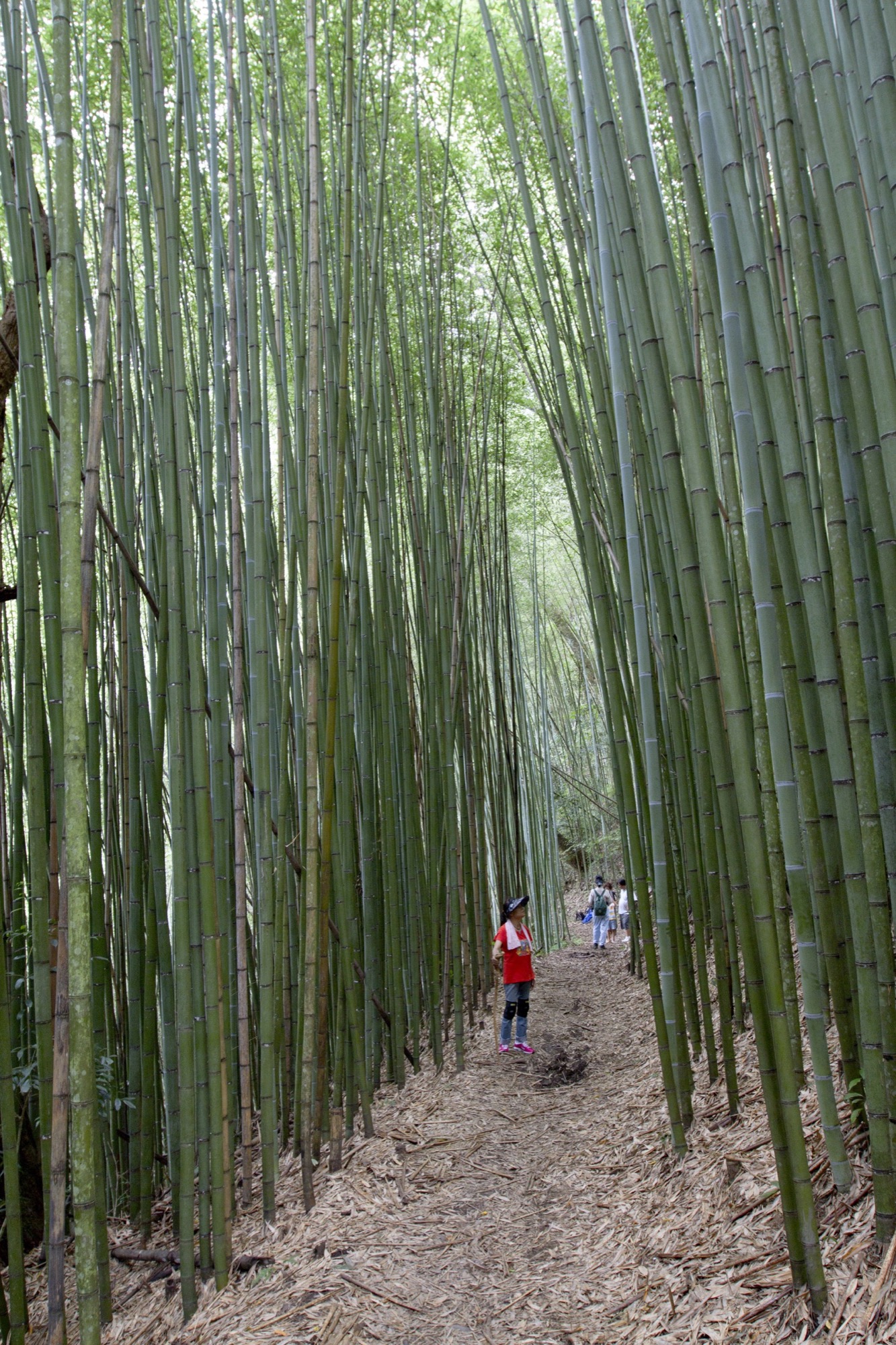 粟園駐在所竹林景觀