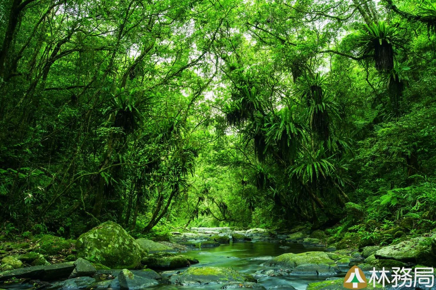 翠綠樹林映照溪水