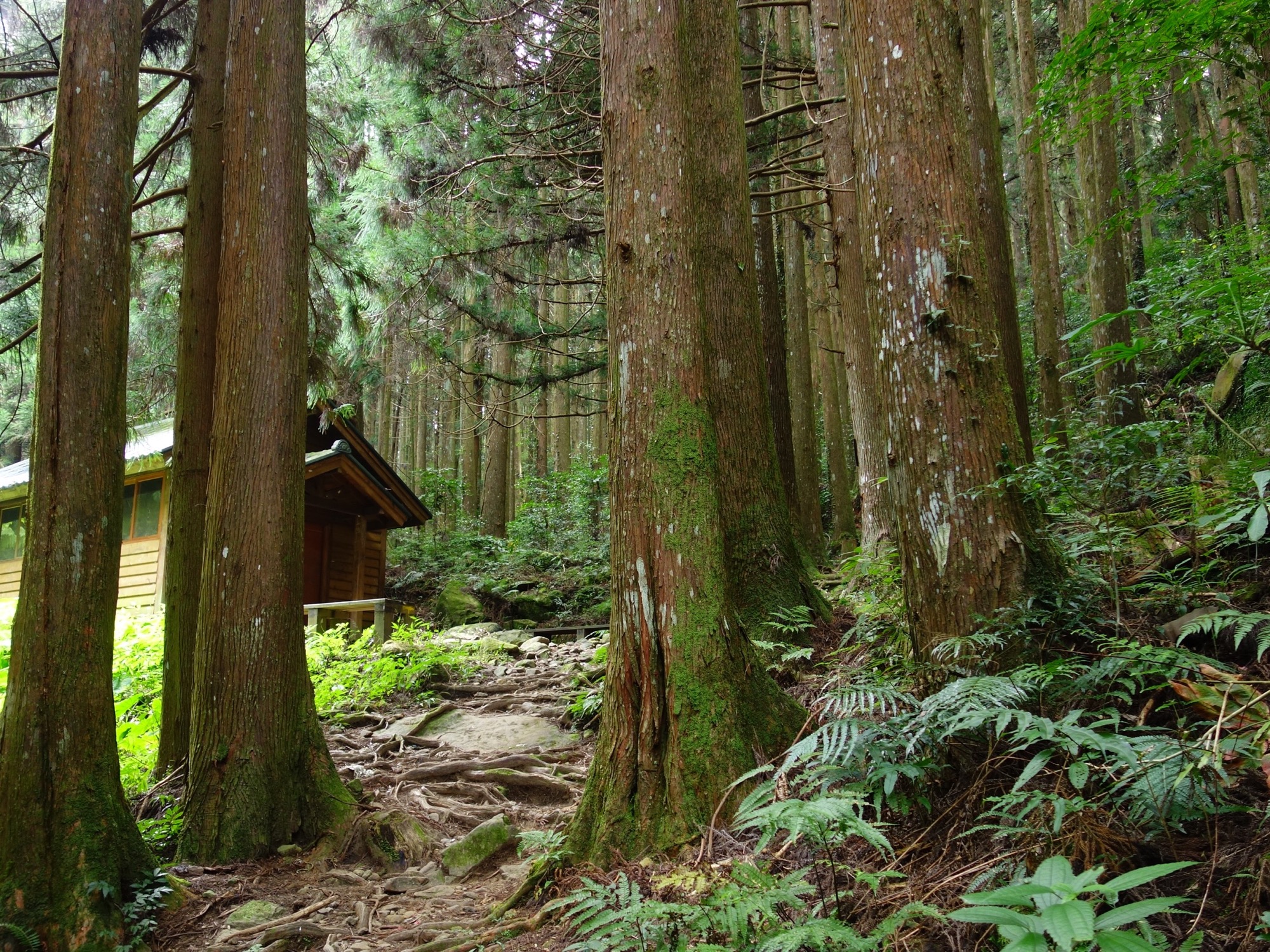 加里山登山步道一隅