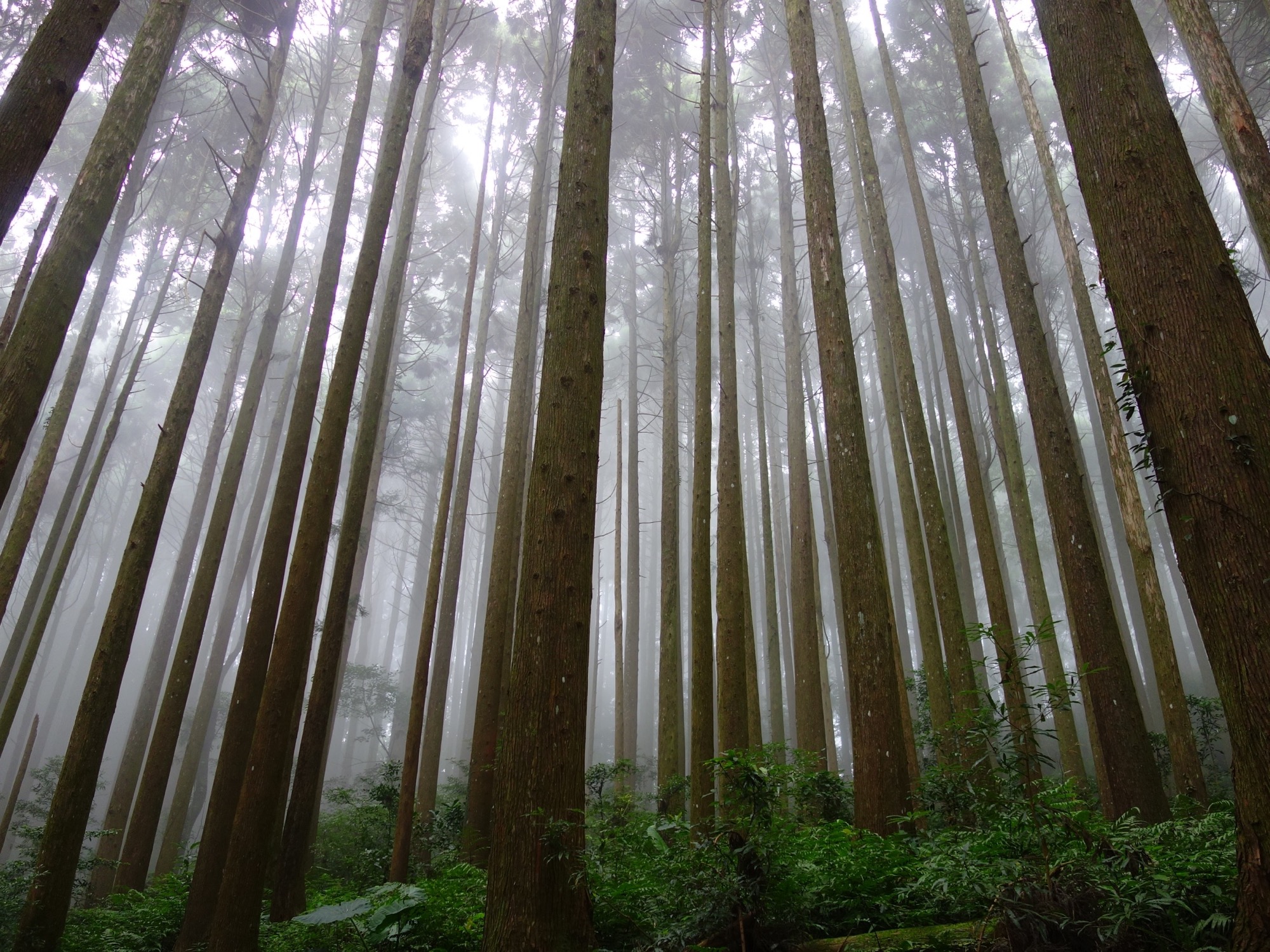 加里山柳杉林