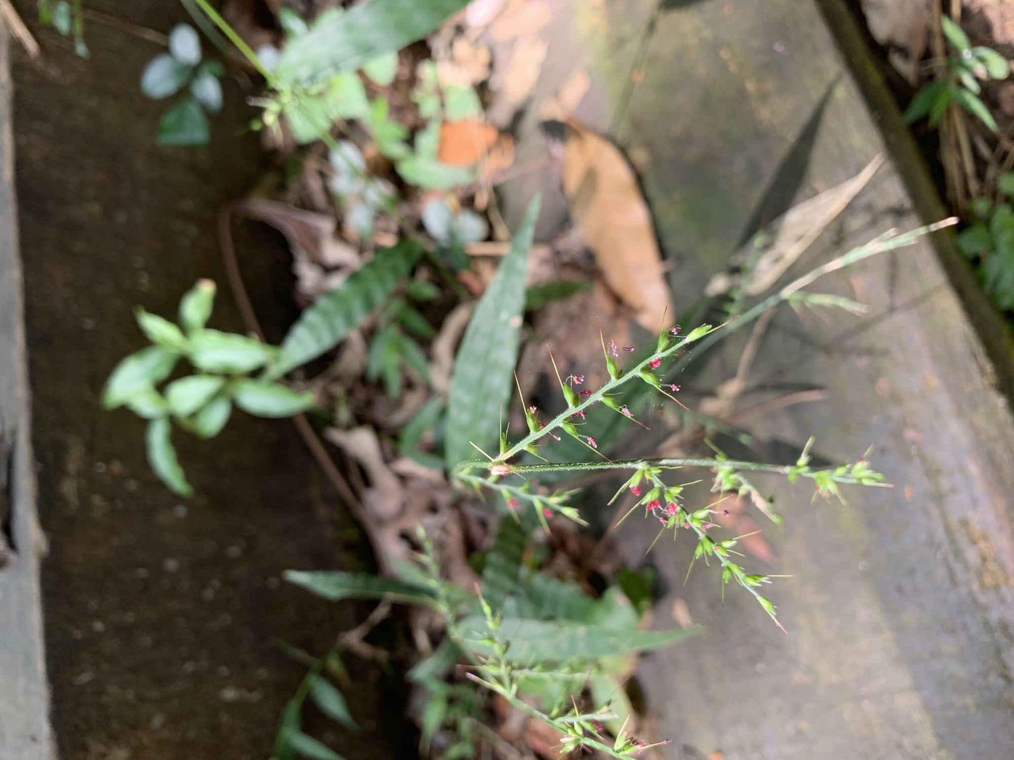 冬瓜山登山步道一隅-植物