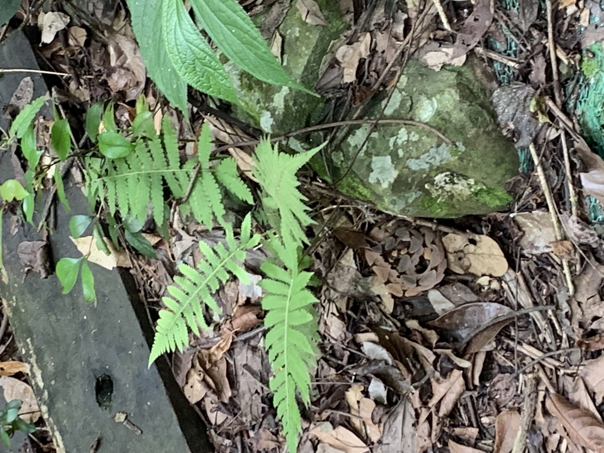 冬瓜山登山步道一隅-植物