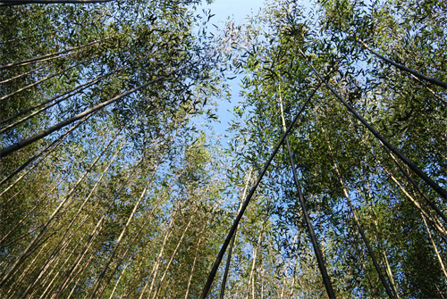 竹林步道