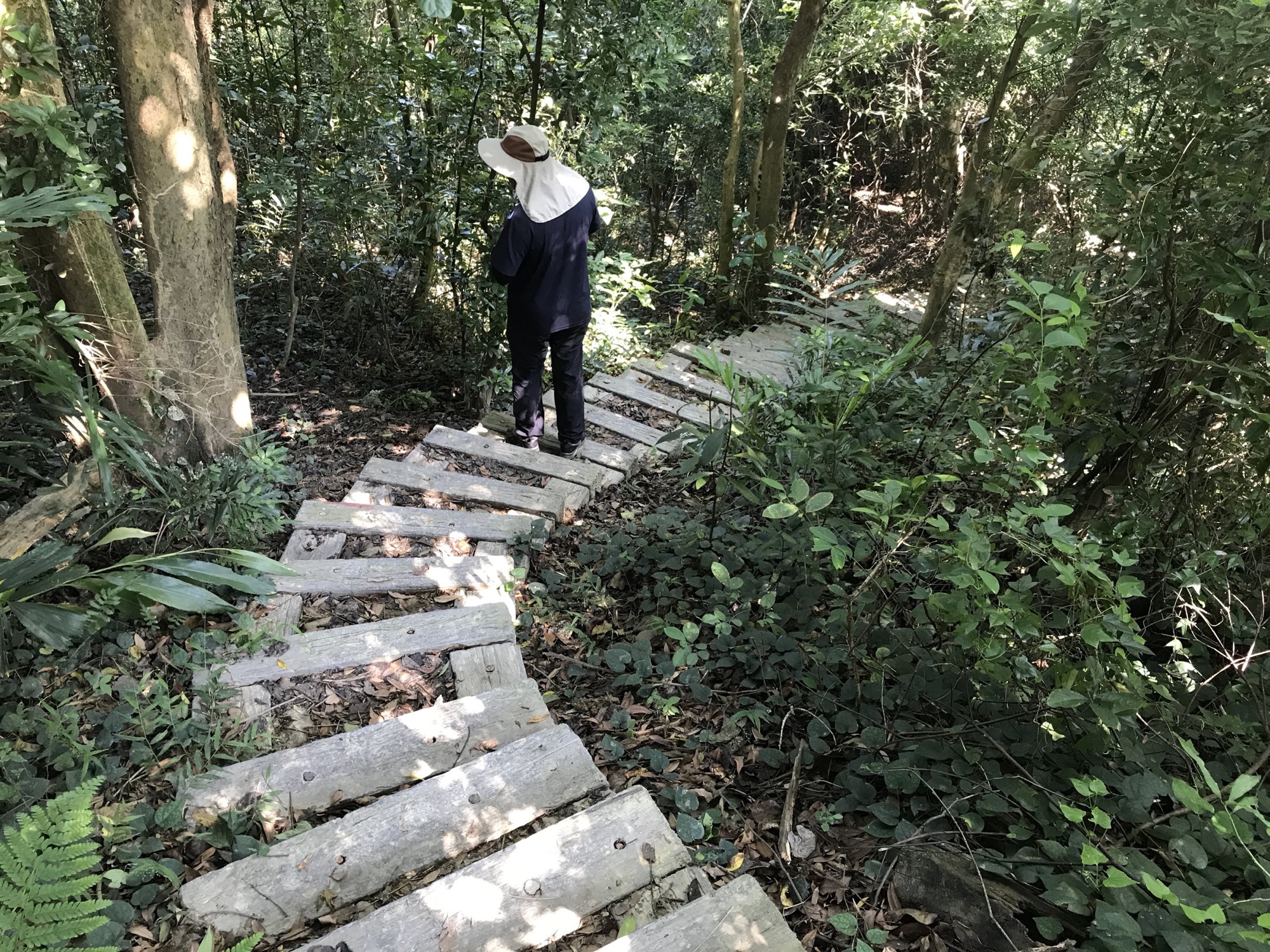 桃源里森林步道階梯