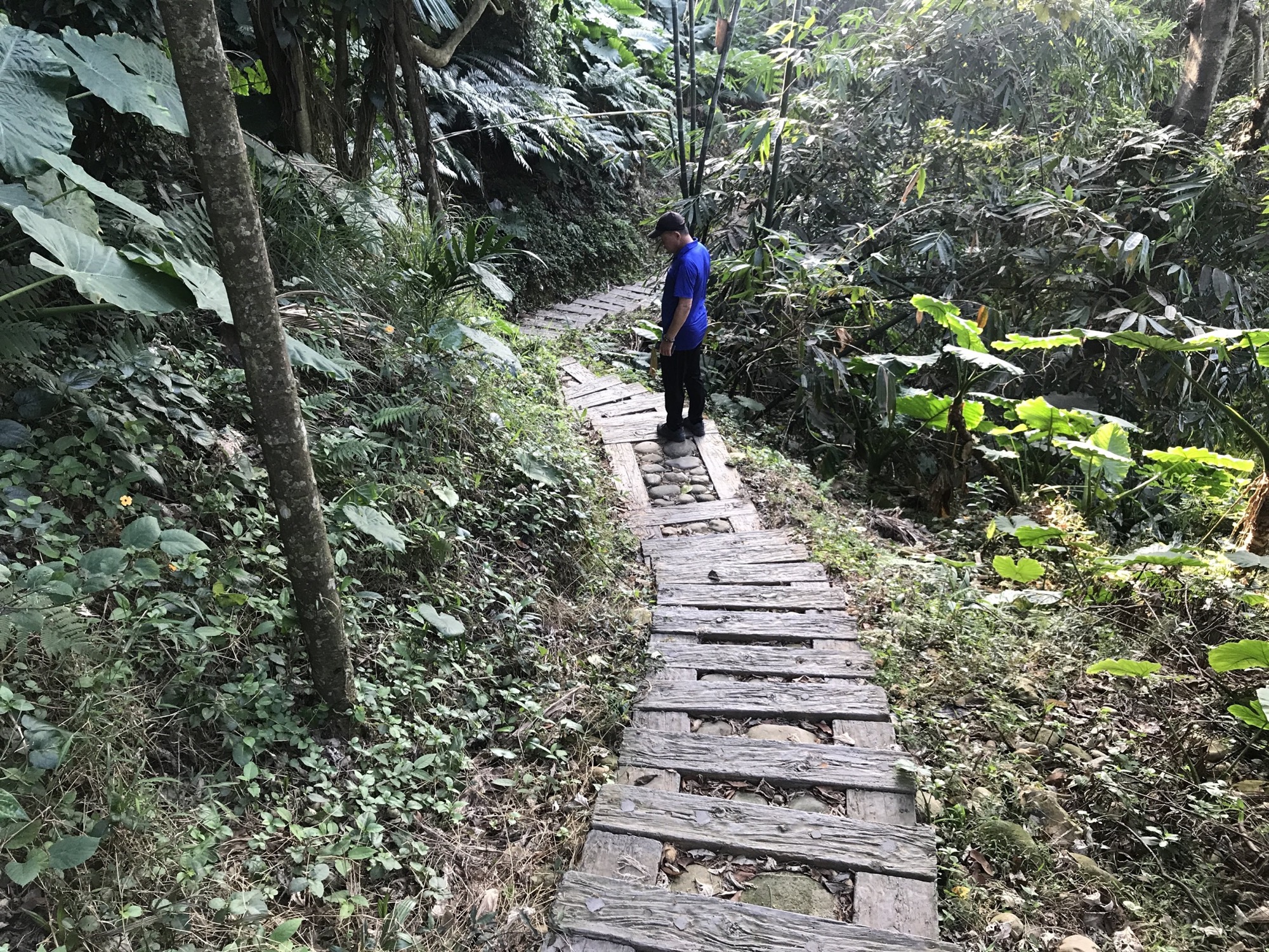 坑內坑森林步道階梯