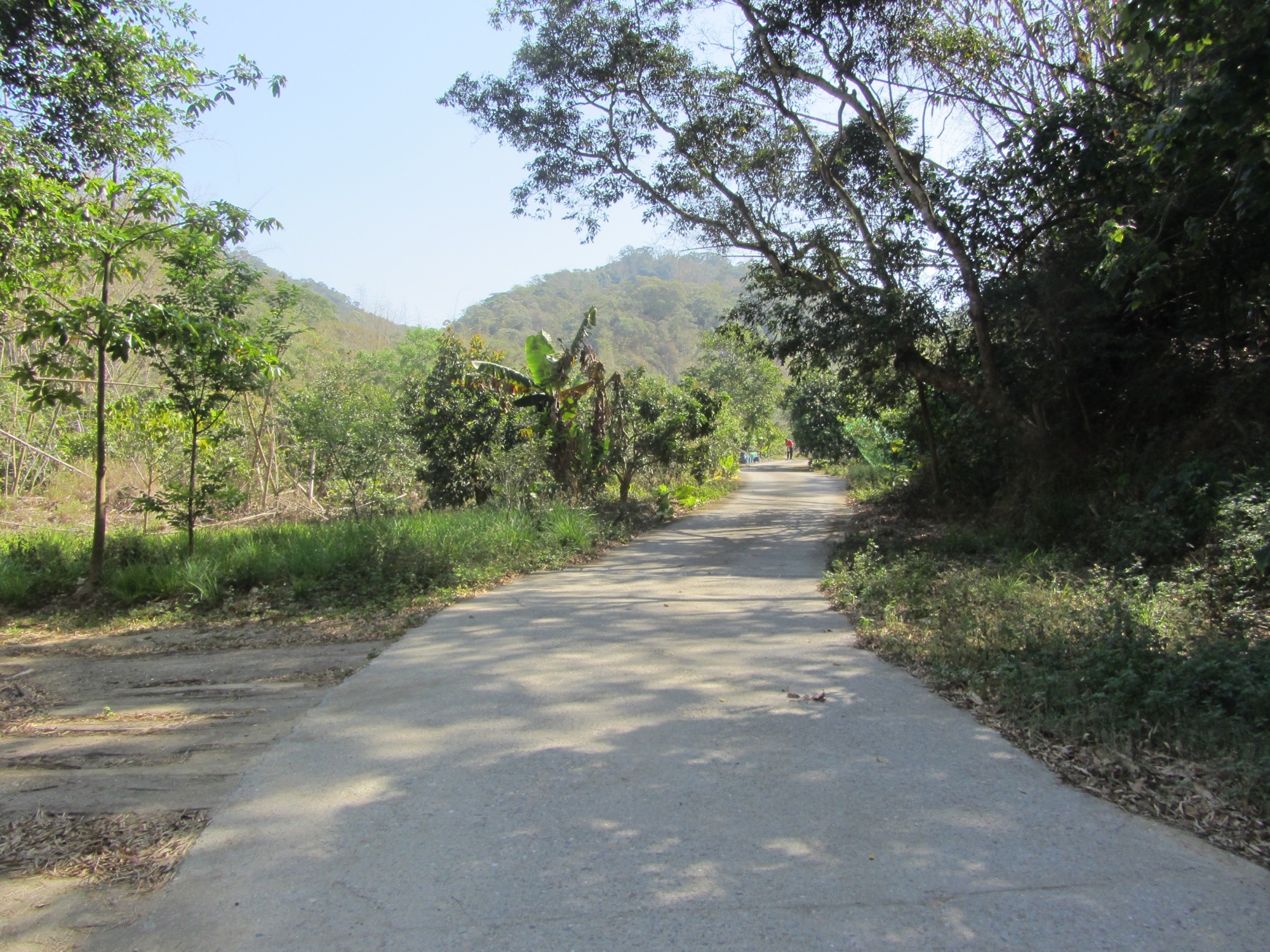 坑內坑森林步道路面