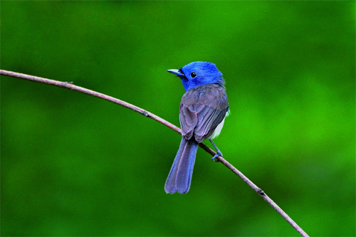 黑枕藍鶲母鳥繁殖羽
