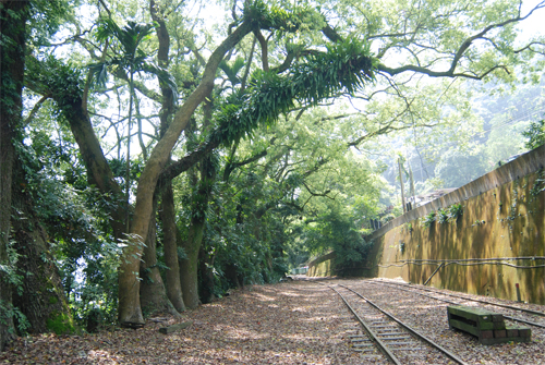 樟腦寮火車站旁的樟樹