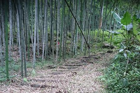 竹林小徑
