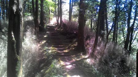 步道剪影-沿途林相蒼鬱 秀麗可觀