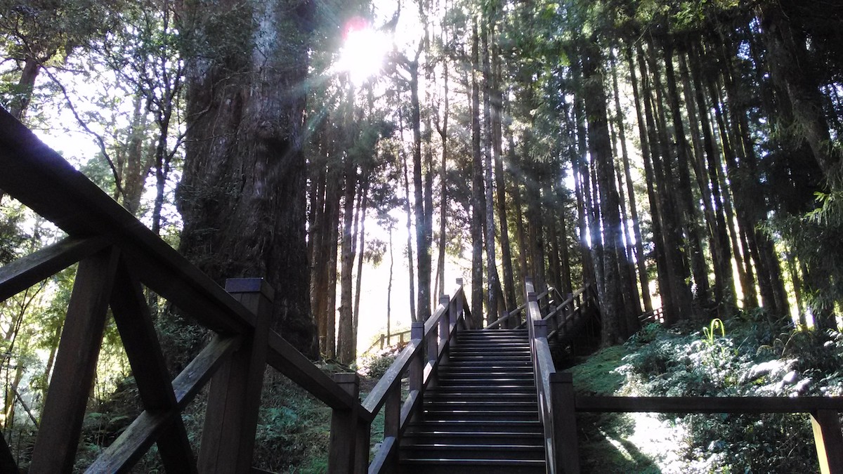 阿里山國家森林遊樂區巨木群步道一隅