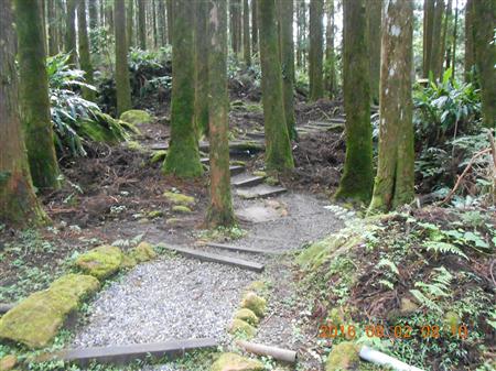 步道剪影-森林中的步道