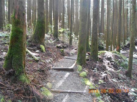 步道剪影-陽光灑落森林中的步道