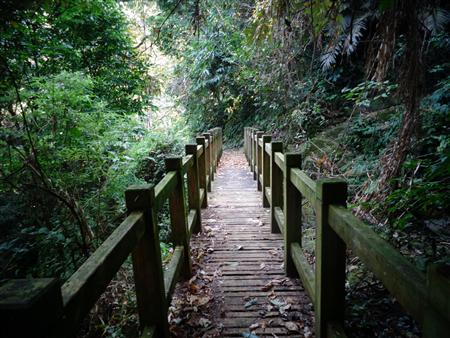 步道剪影-森林中的木棧道