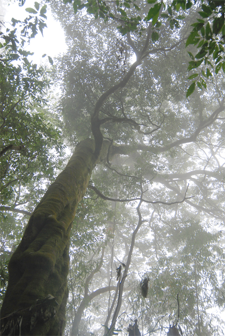 雲霧中的大樹