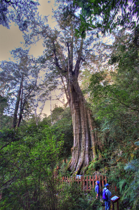 年齡約1千年神木-紅檜巨木