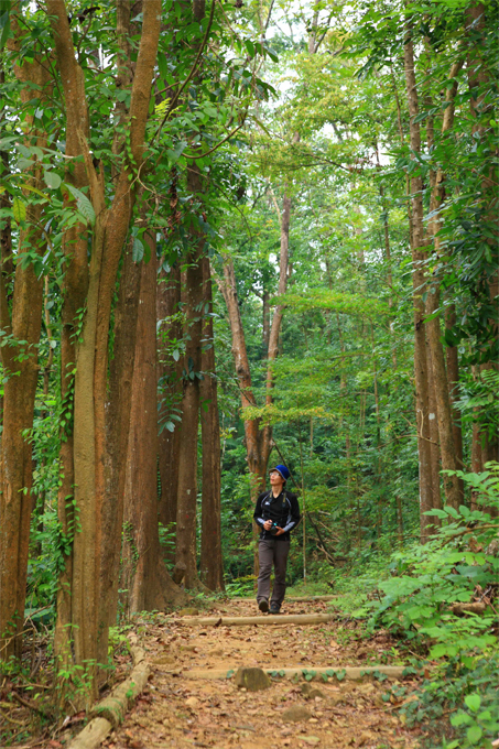 雙溪樹木園林相-高大筆直的熱帶植物
