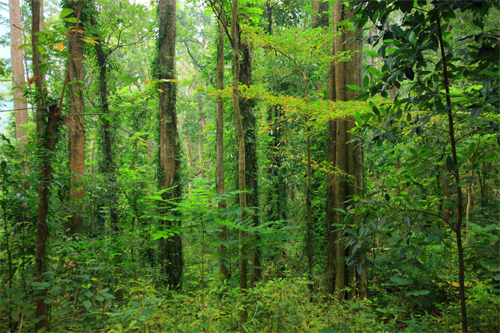 雙溪樹木園林相-層次分明的熱帶雨林