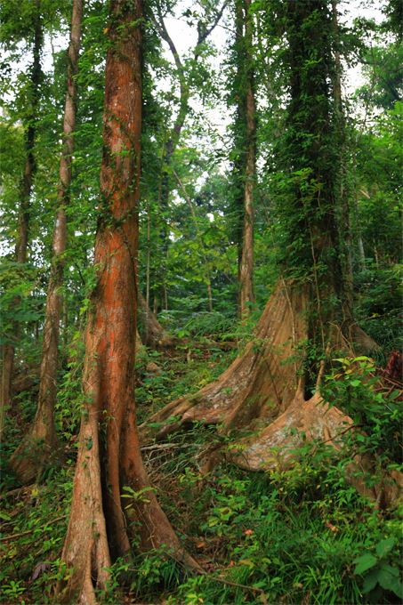 雙溪樹木園林相-熱帶雨林植物的特徵--板根