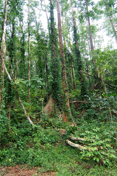 雙溪樹木園林相-層次分明的森林