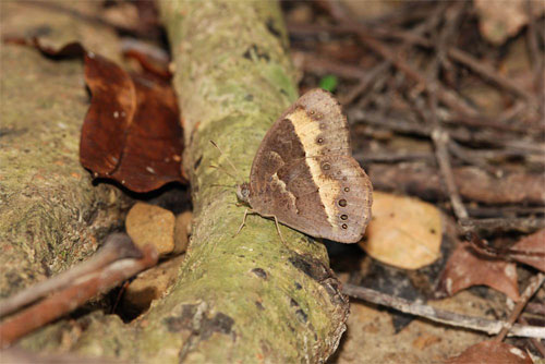 雙溪樹木園林相-樹蔭下活動的蝴蝶