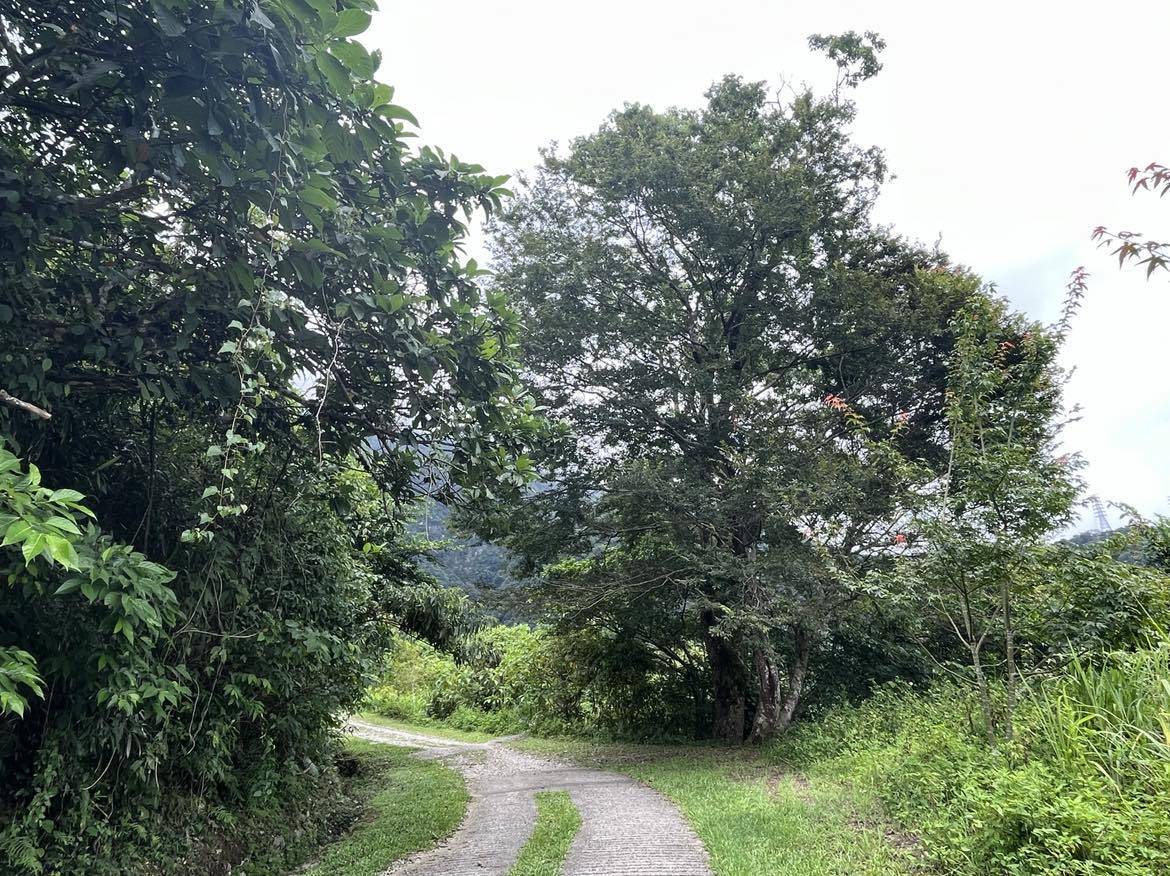 步道兩側蓊鬱的大樹