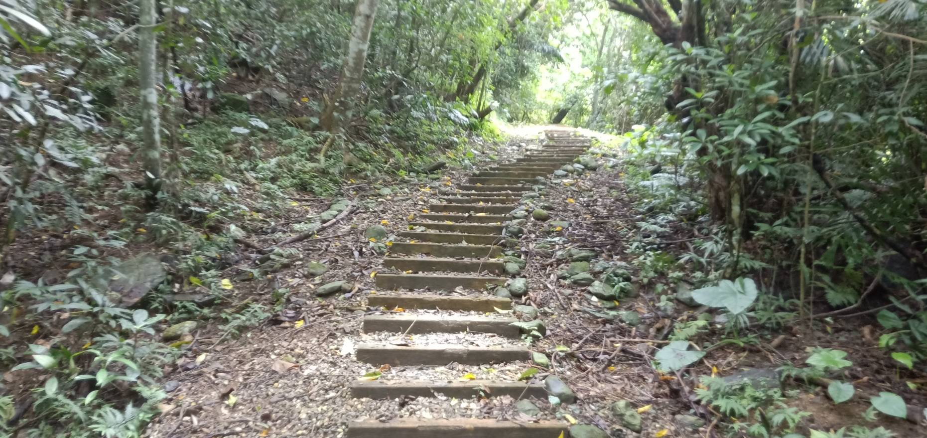 虎頭山步道1-戴征宇