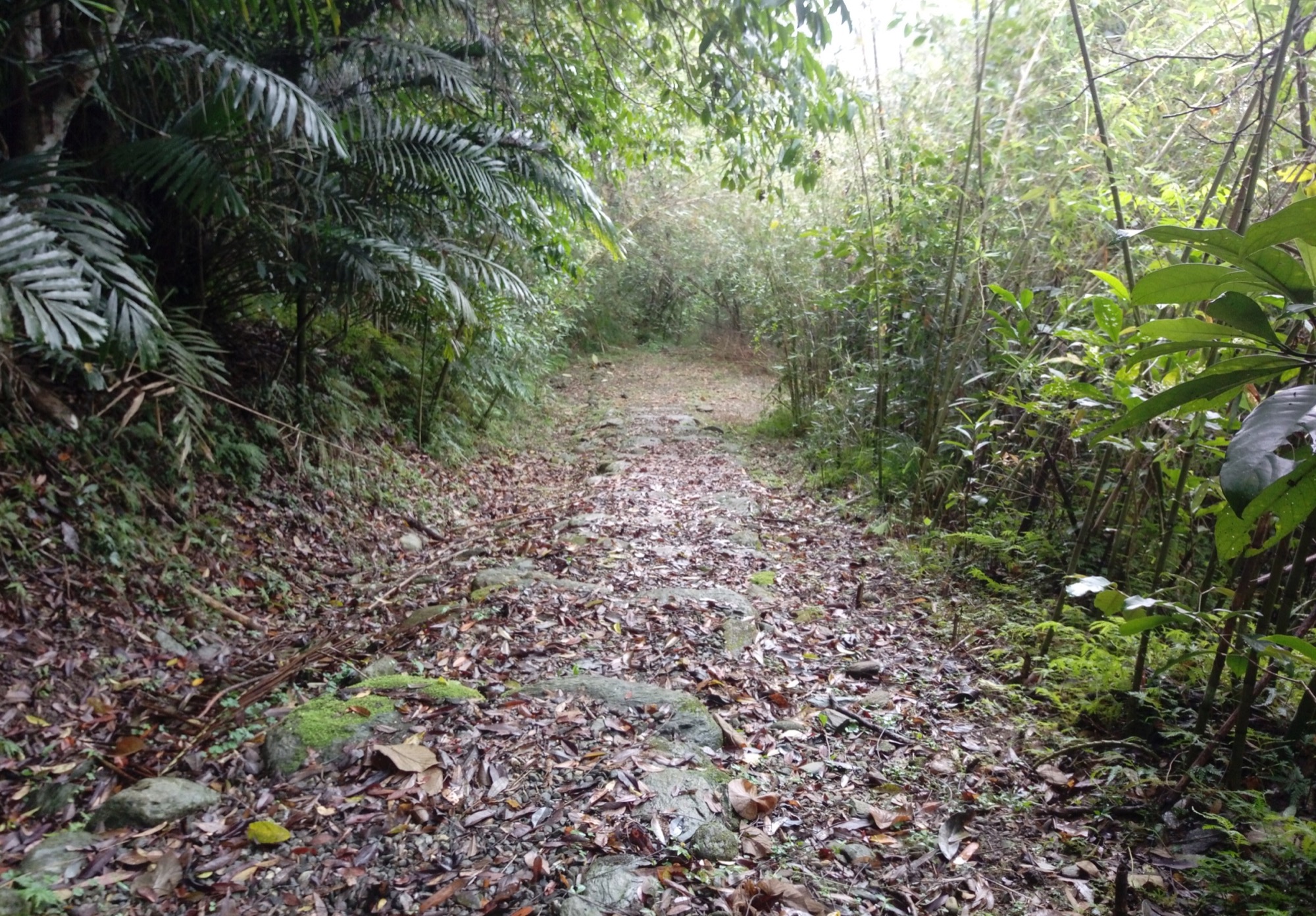 虎頭山步道路面