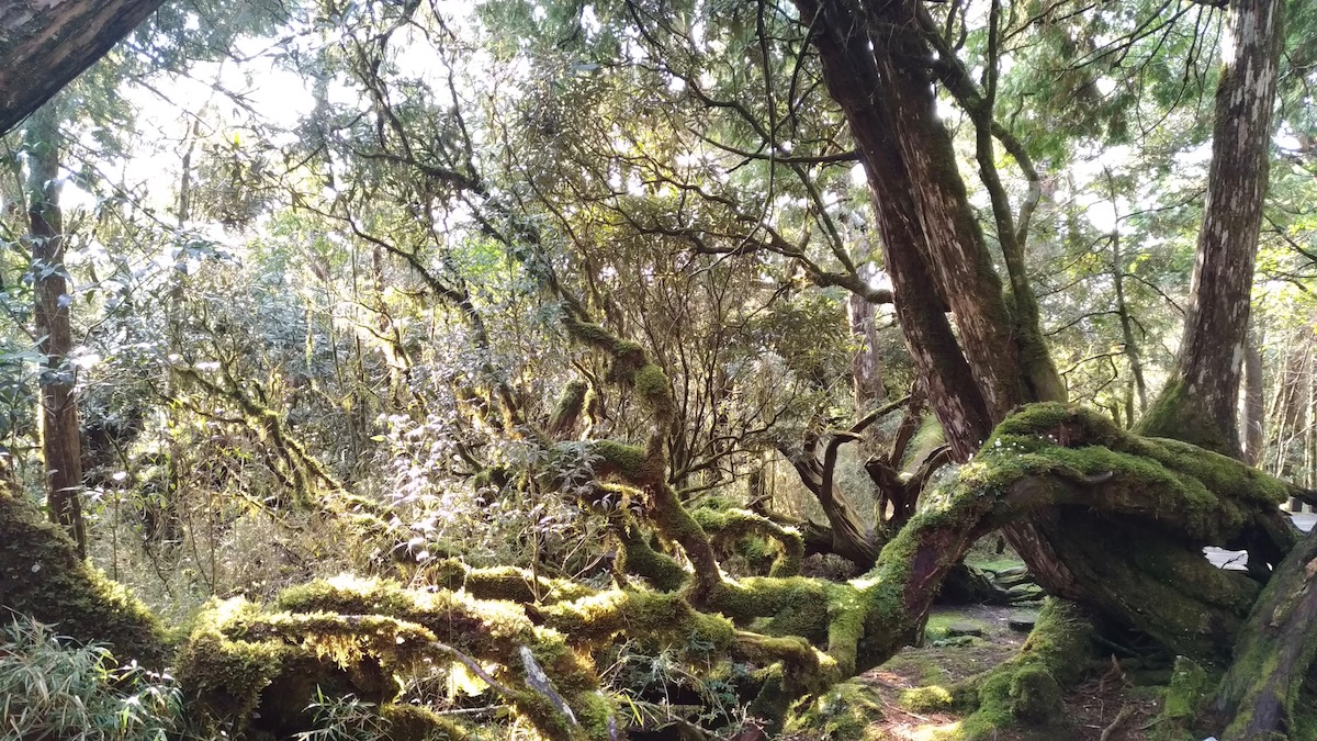 檜木原始林步道一隅