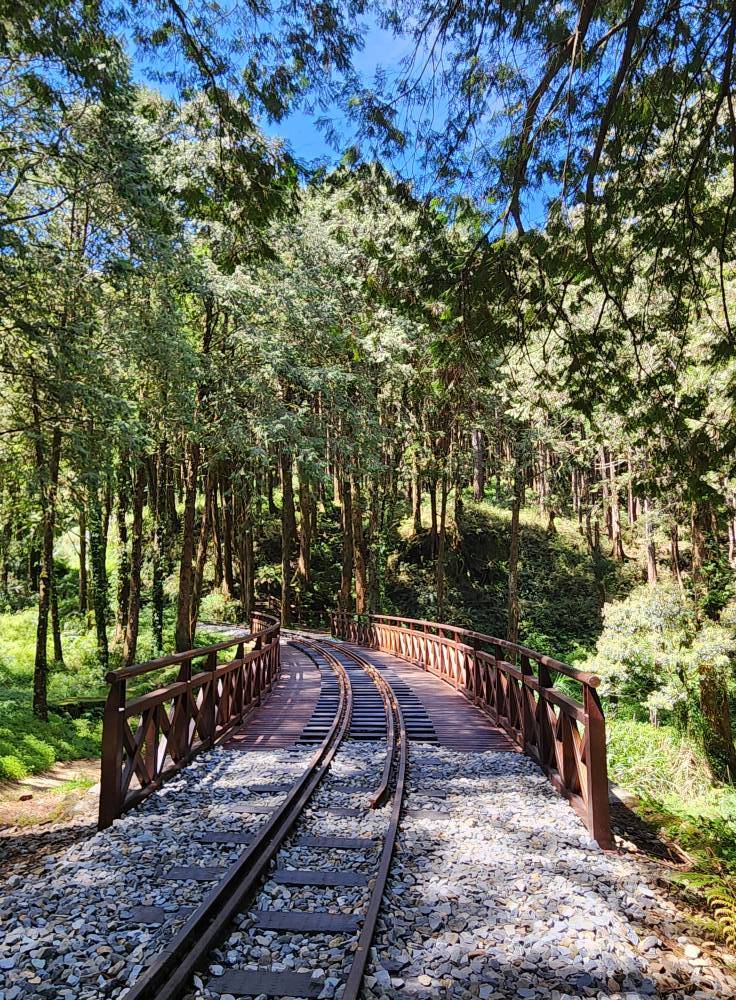 杉木林下蜿蜒的鐵道